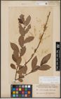 Foto von Salix aurita L. x Salix lapponum L. x Salix silesiaca Willd.